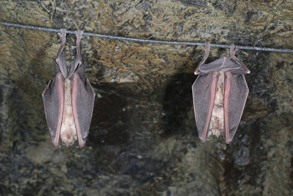 bats1 Τμήμα Δασών