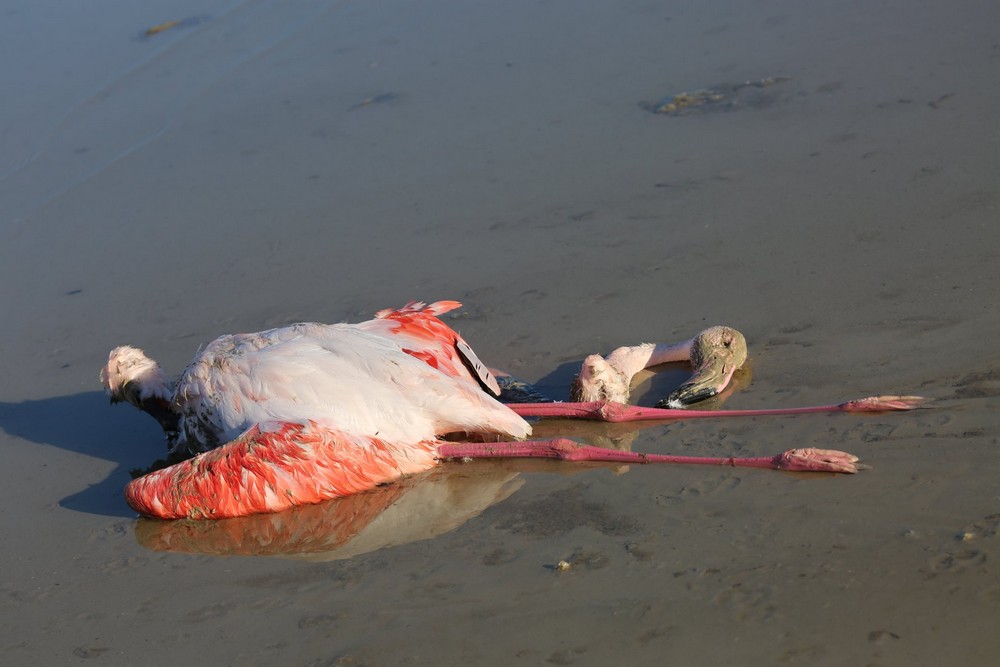 фламинго погибли omegalive2
