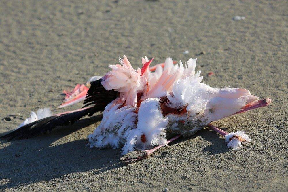 фламинго погибли omegalive3