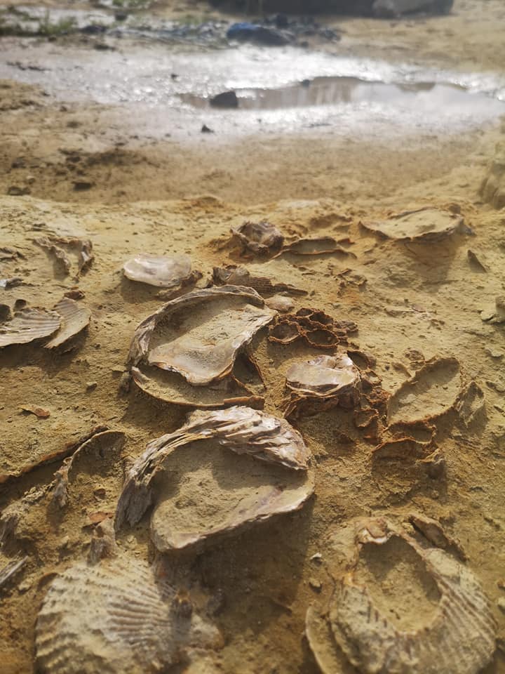 окаменевшие ракушки в реке педиэоз klelia vasiliou 1