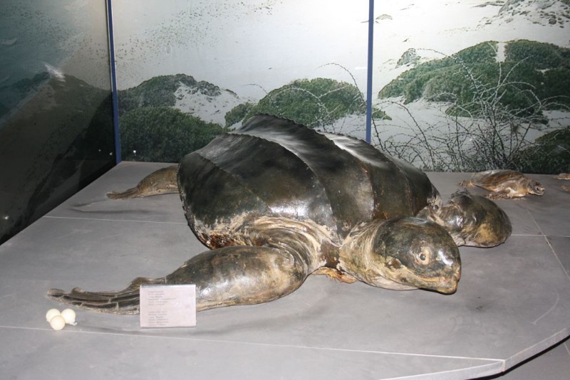 thalassa museum bigcyprus1