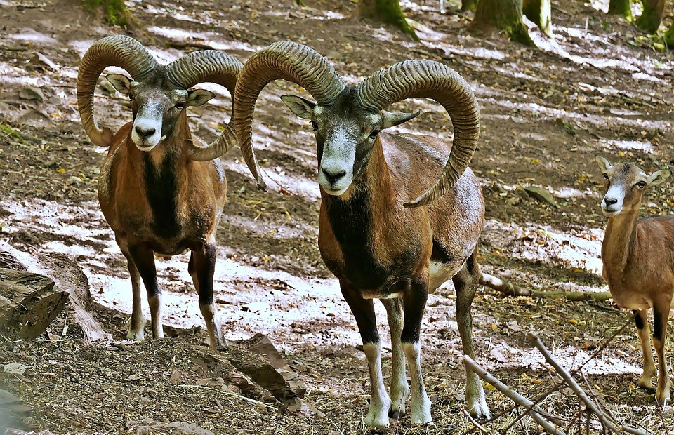 mouflon pix