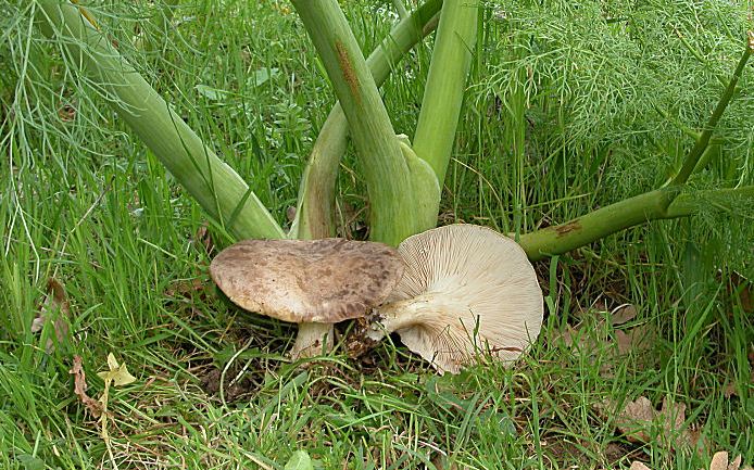 Μανιτάρι της αναθρήκας