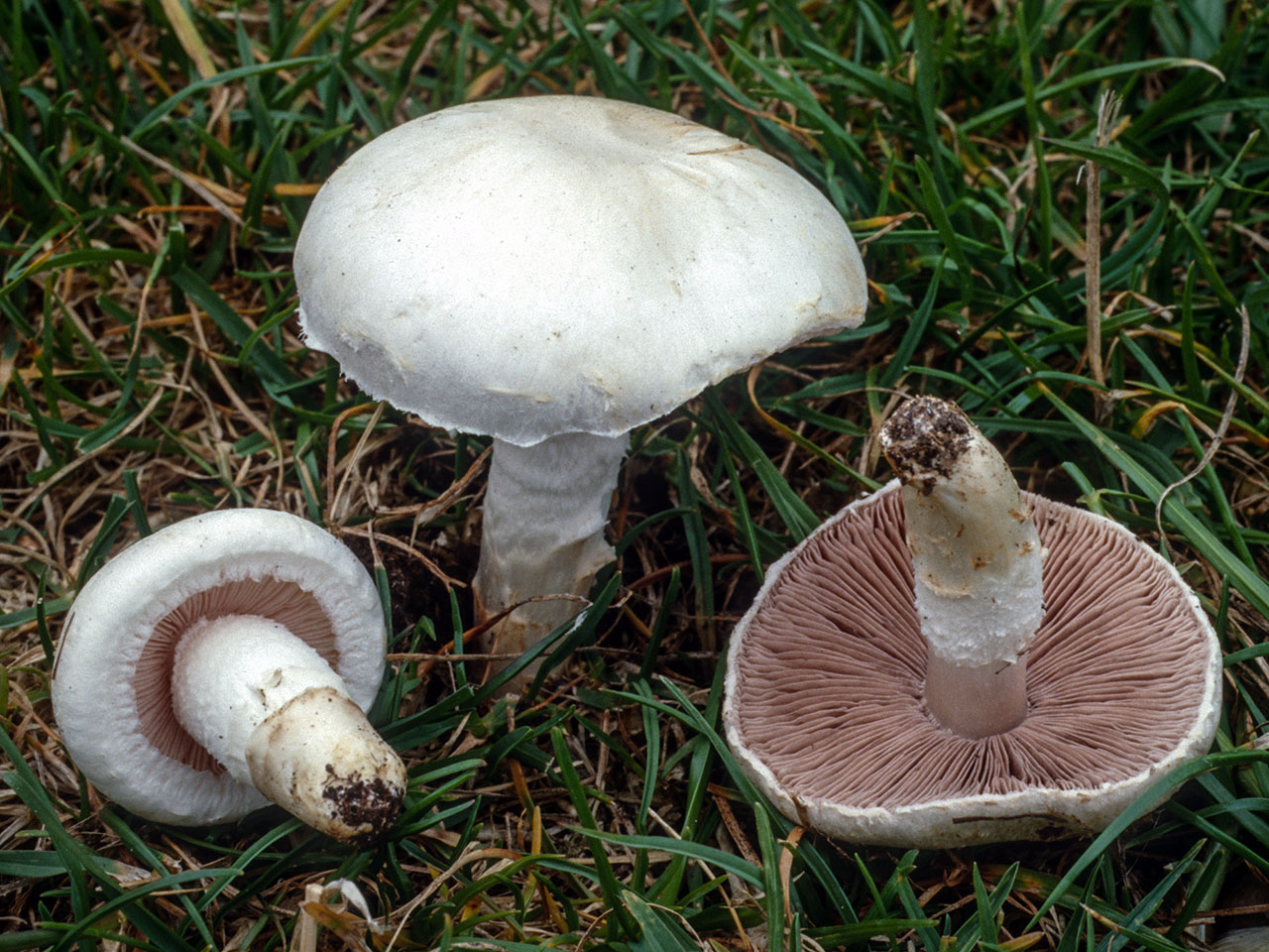 Agaricus campestris Πουρούδι