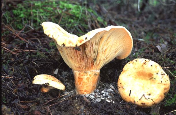 Lactarus Delictosus Κοκκινομανίταρο