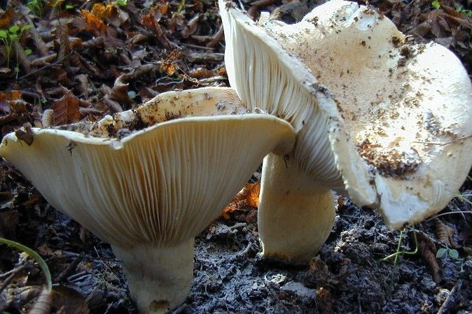 Russula delica Ασπομανίταρο