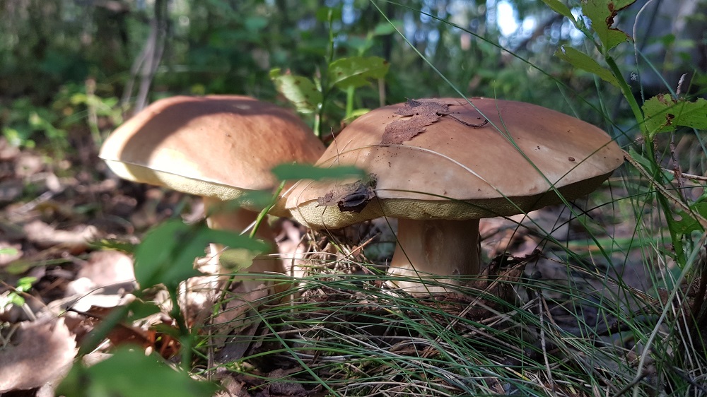 Suilus granulatus Σφουγκαράς 