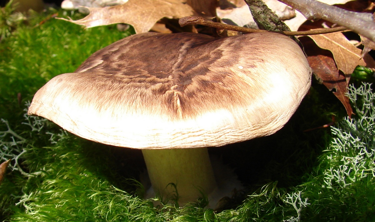 Tricholoma catigatum Ήμερο ή Μαραθεύτικο