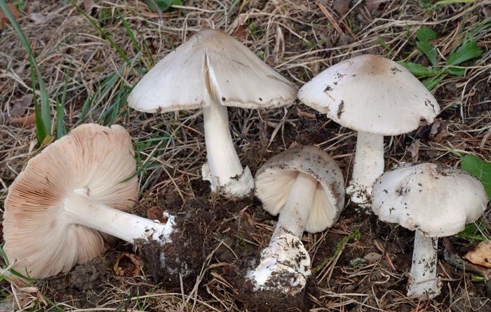 Volvariella spectosa var. glotocephala 0