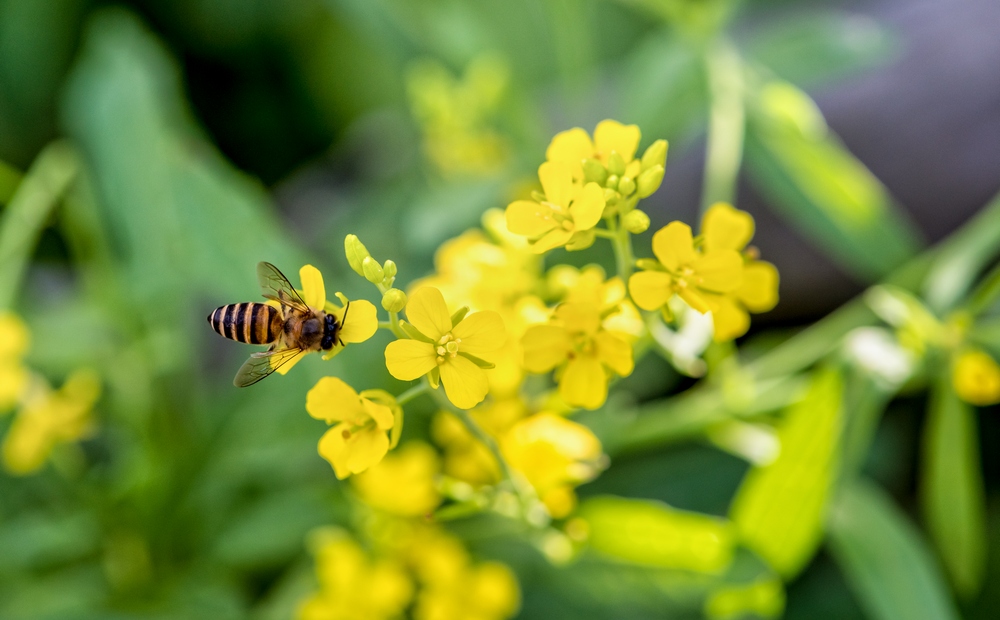 горчица closeup bee eating nectar small yellow flowers sinapis arvensis wild mustard