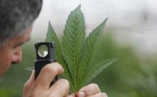 Частичная легализация марихуаны вызывает много споров