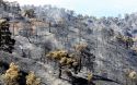 Пожар в долине Солеа в июне 2016 г. Фото cyprus-mail.com