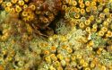 Кораллы вида Cladocora caespitosa