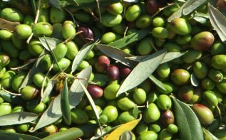 Кипрской оливе - более 700 лет!
